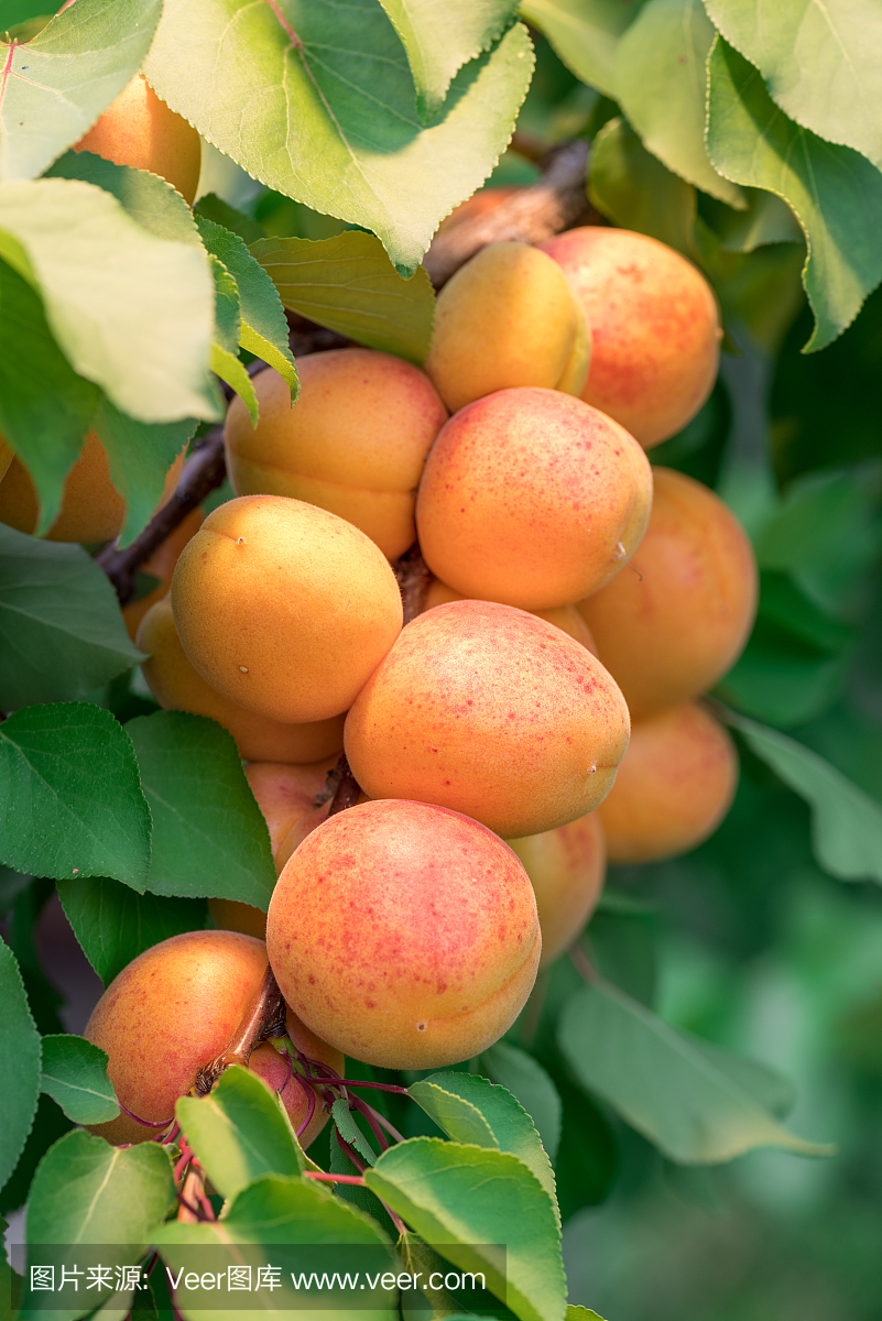 花园里果树上成熟的杏子。